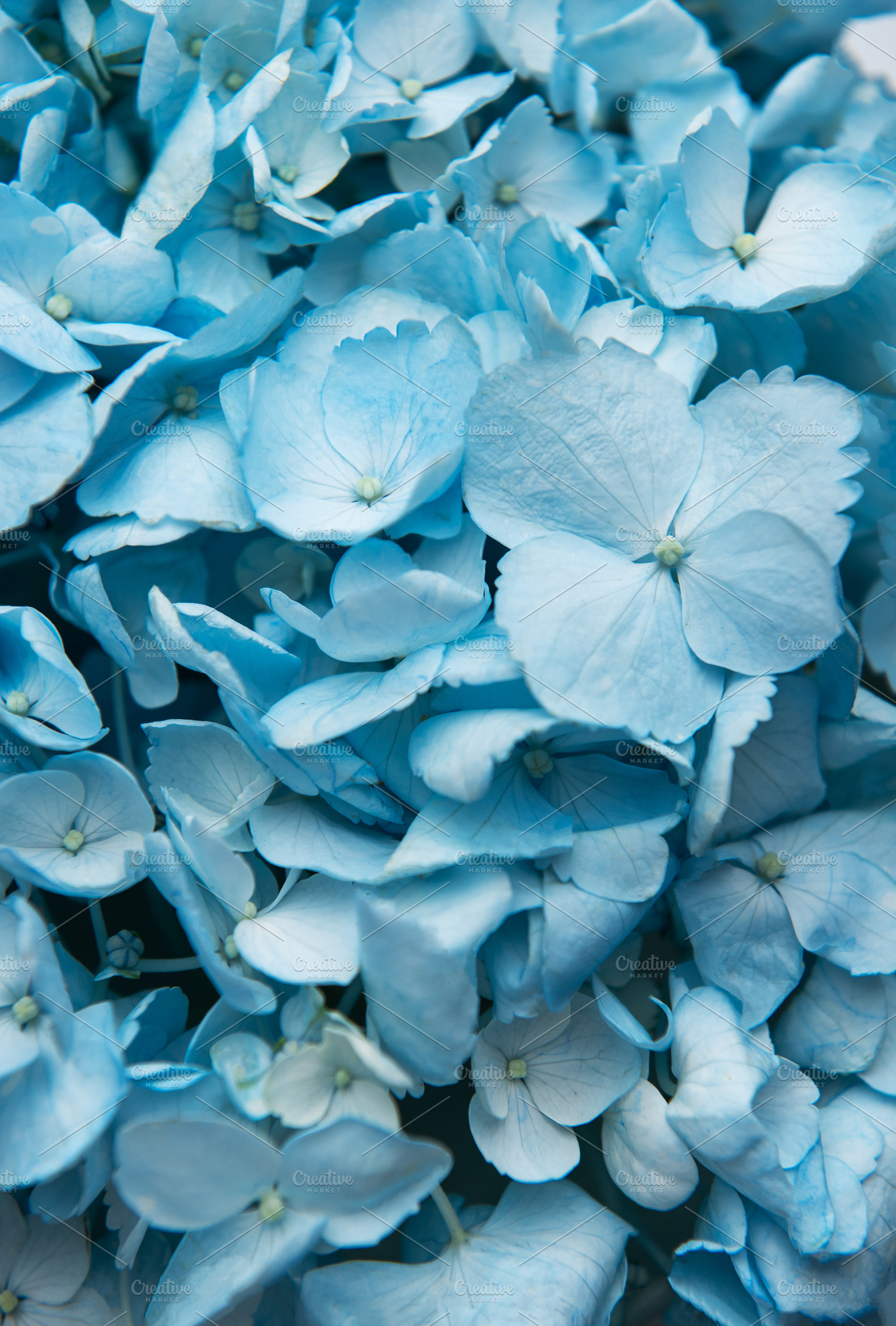 Blue hydrangea flowers blooming in a natural garden, a Nature Photo by Olena Rudo