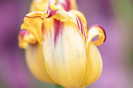 Yellow Tulip, a Nature Photo by Luxe Biz Boutique