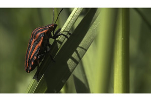 Butterfly And Bugs Sitting On