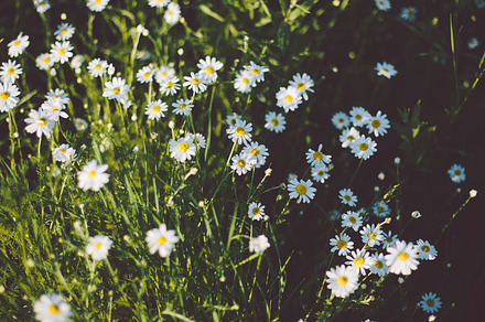 Meadow Containing Grass Wild And Wildlfowers preview 5