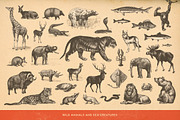 SALE! 100 Animal Illustrations, an Animal Illustration by Anja Kaiser (Thumbnail 3 of 4)