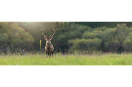 Red deer stag looking into the, an Animal Photo by WildMedia