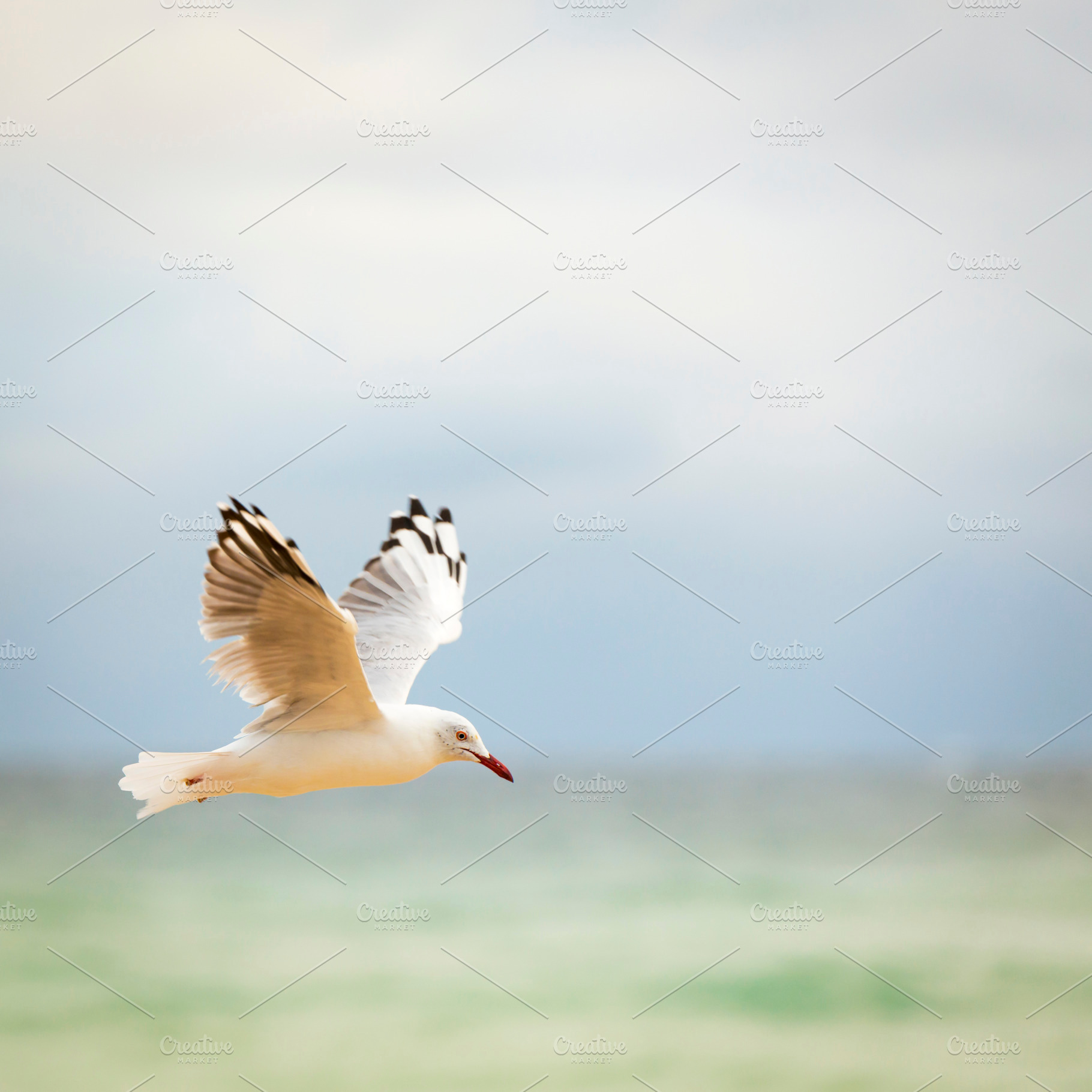 Bird Flying Over Ocean, an Animal Photo by THP Creative