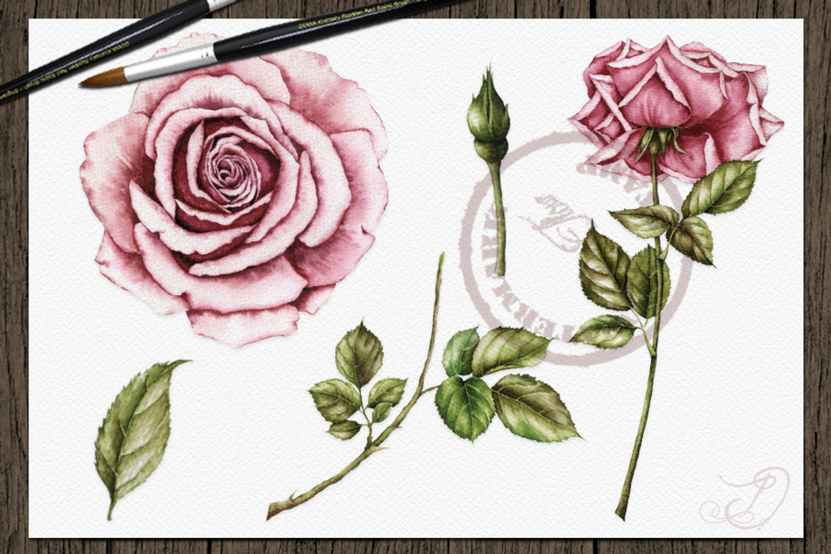 Vintage Roses Illustration, a Decorative Illustration by DioFlow (Photo 3 of 5)
