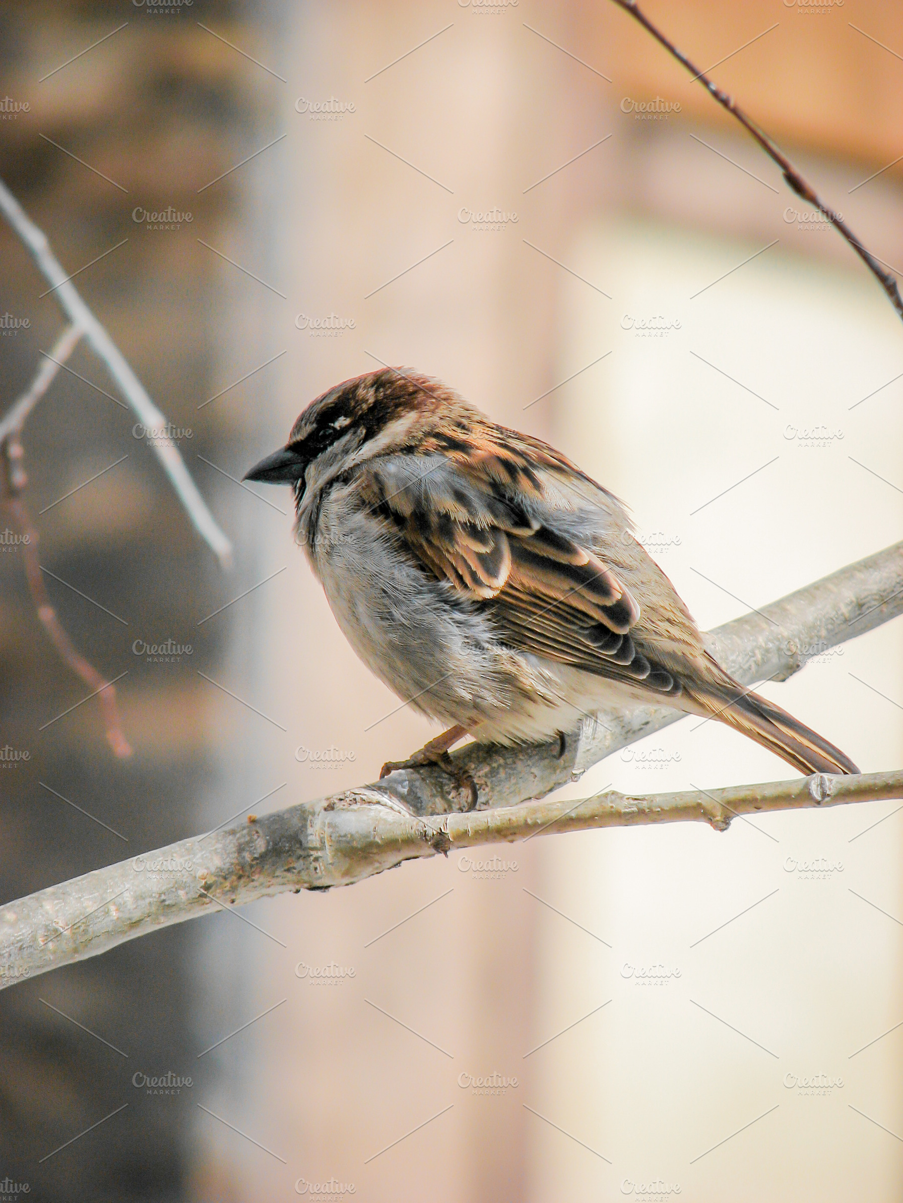 Cold Sparrow, an Animal Photo by Purple Pony Art