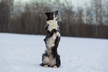 Dog border collie on a walk in winte containing outdoor, animal, and dog, an Animal Photo by oleghz