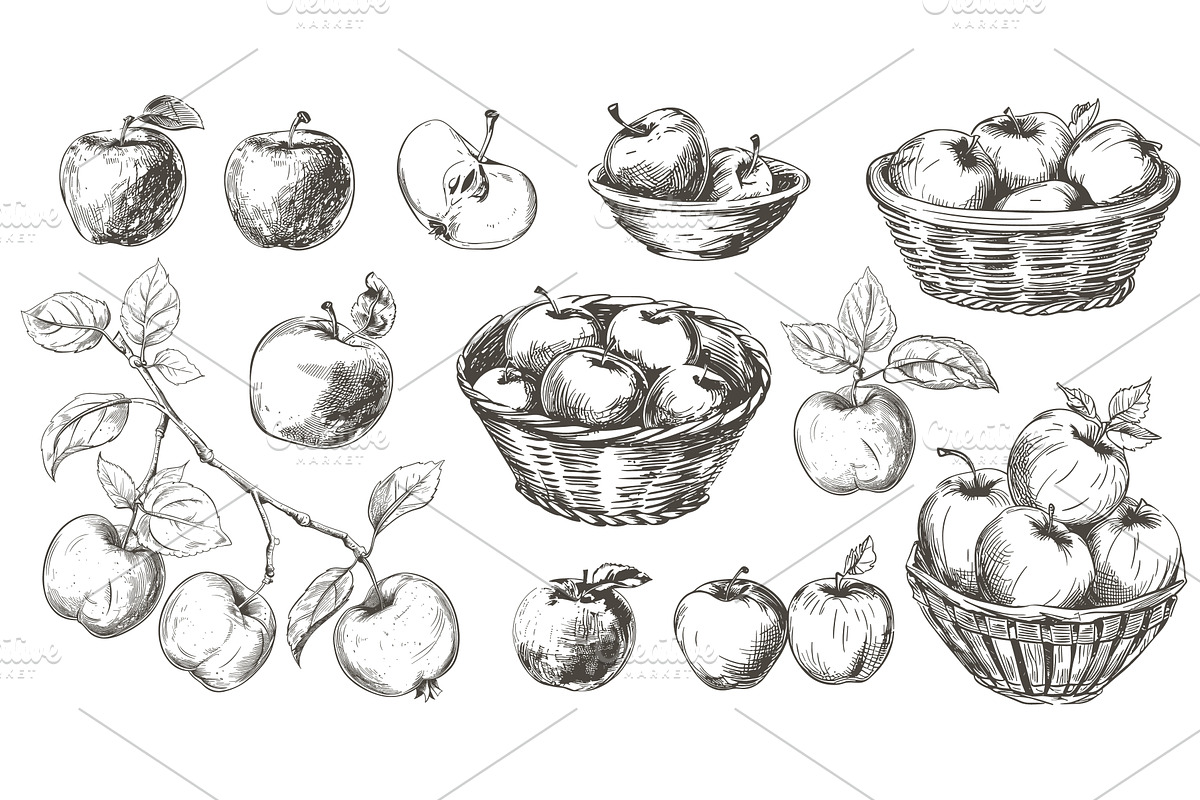 Apples collection. Sketch apple tree, a Food Illustration by Valerie Bodnar