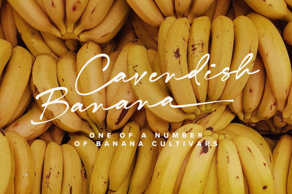 Taylor Demian - Signature Font, a Script Font by Get Studio (Photo 15 of 21)