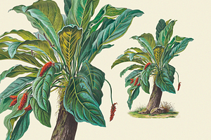 SALE! Botanical Heaven-Illustrations