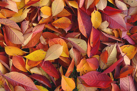 Background of vivid autumn leaves