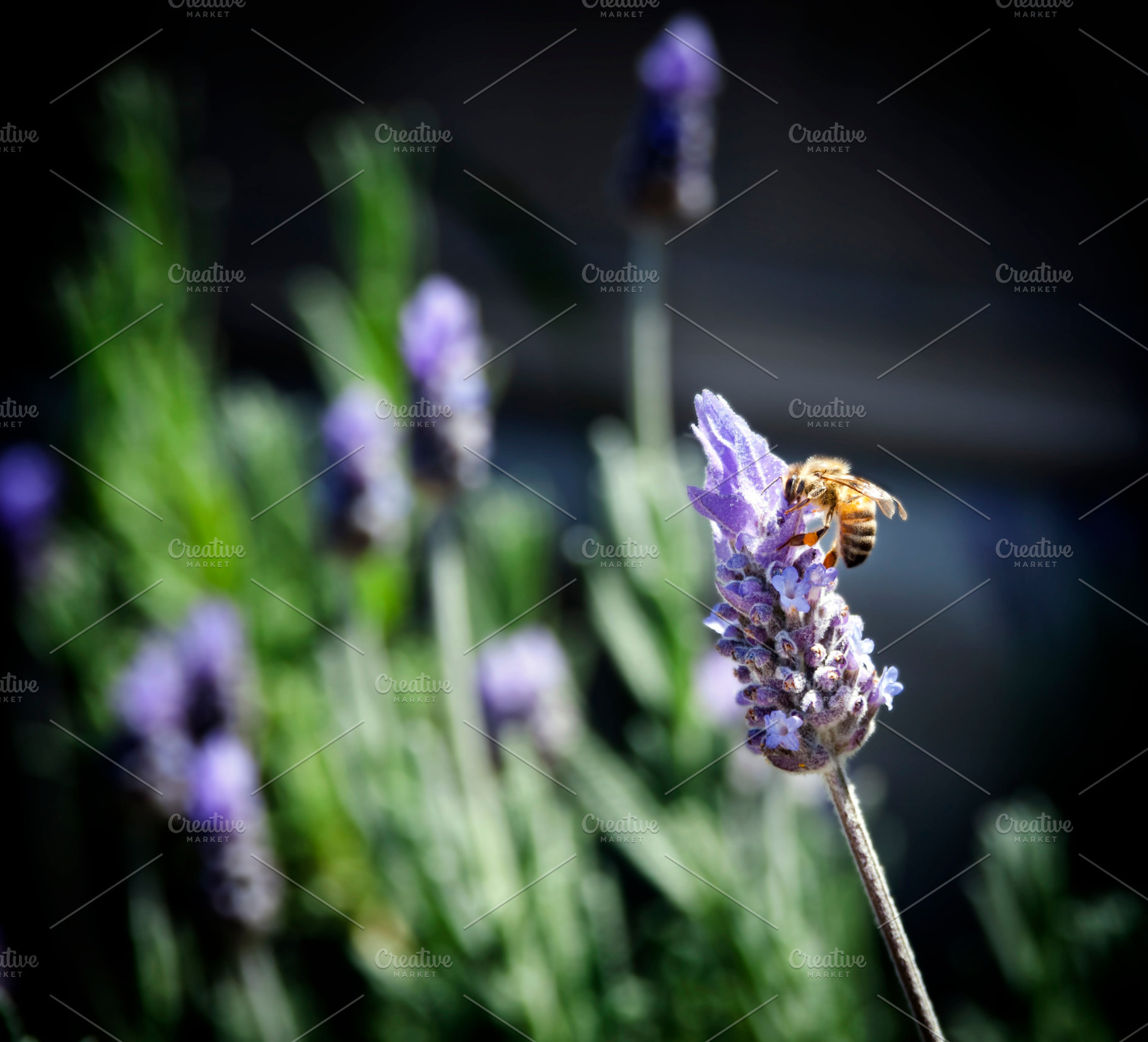 Bee on Lavender, an Animal Photo by THP Creative