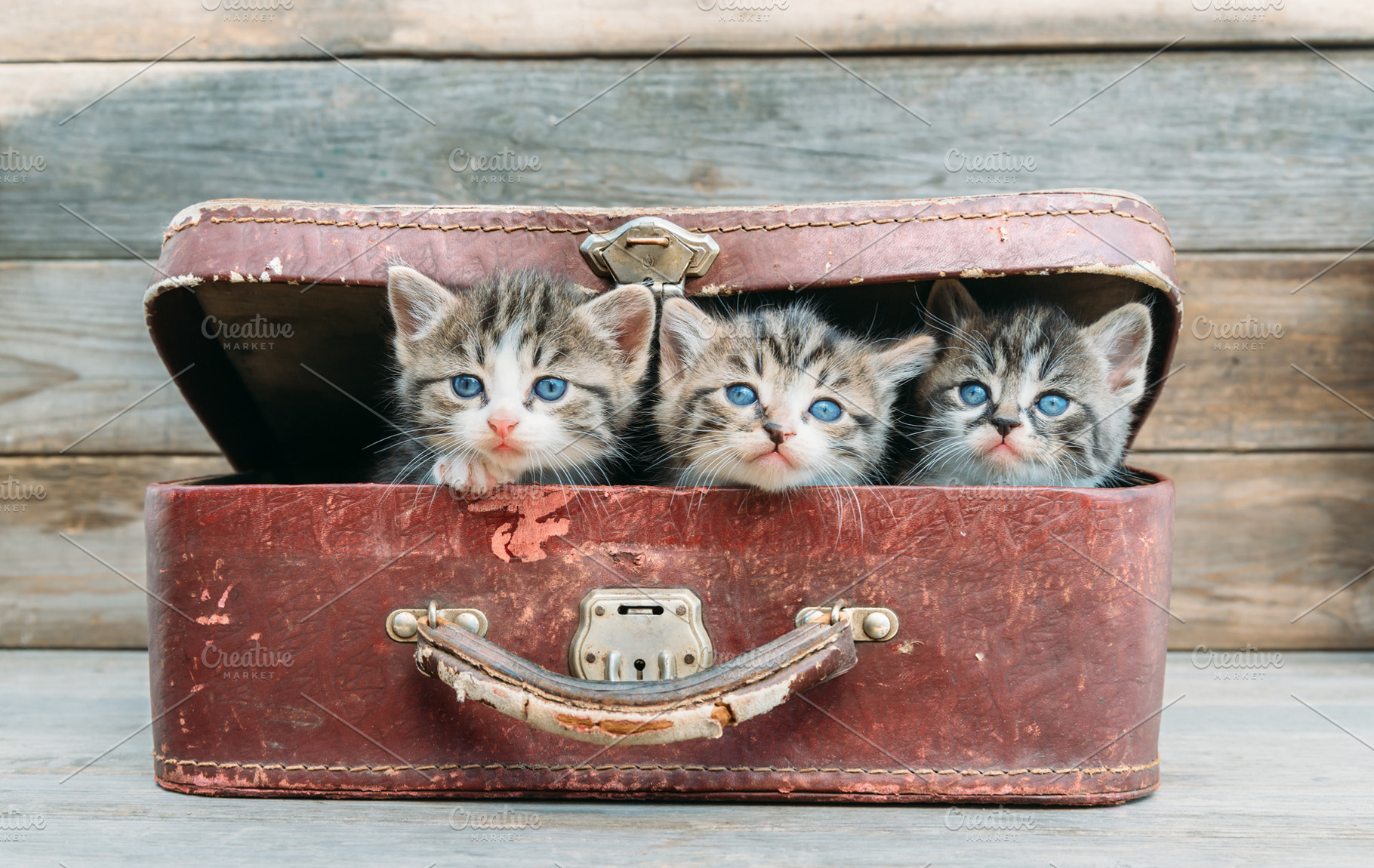 Kittens are sitting in suitcase, an Animal Photo by P&G