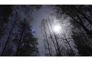 Birch Forest In Sunlight In The