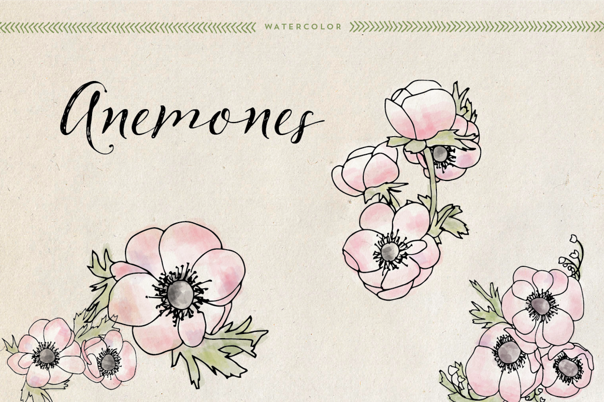 Watercolor Anemones, an Illustration by DesignsByMissM