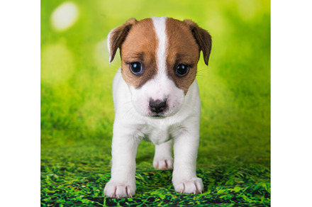 Jack Russell Terrier puppy dog on a, an Animal Photo by COLORFUL