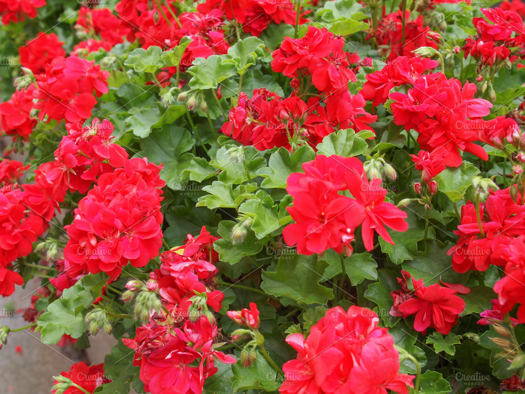 Geranium flower stock photo containing nature and flower
