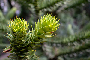 A close-up of a Araucaria araucana, a Nature Photo by Schreibikus
