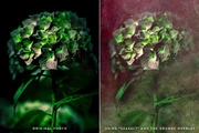 Delicato Fine Art Textures, a Texture Graphic by Greta Ivy (Thumbnail 3 of 11)