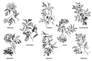 Medicinal plants collection, a Healthcare Illustration by handsketched (Thumbnail 3 of 9)