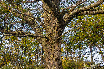 Big tree at forest, ushuaia, argentina, a Nature Photo by DanFLCreativo