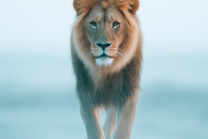 Majestic Lion in a Starry Desert Landscape, an Animal Photo by AlyaAnd