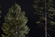 The European Pine Tree, a Plants & Tree 3D Model by FuturePastCreatives (Thumbnail 2 of 6)