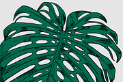 Green MONSTERA Leaves, an Illustration by Tanya Akhmett (Thumbnail 3 of 8)