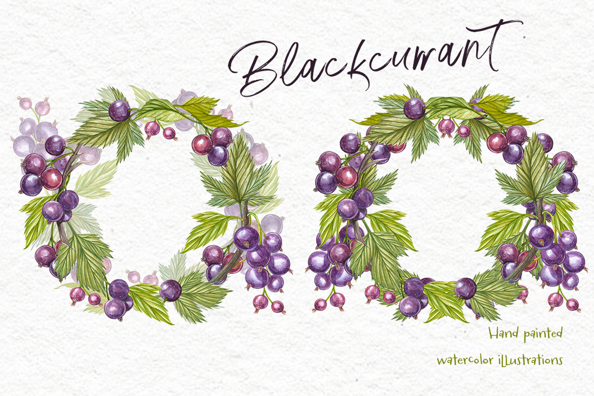 Blackcurrant in botanical style, an Illustration by Ann Astro (Photo 7 of 7)