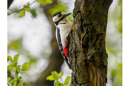 The great spotted woodpecker or