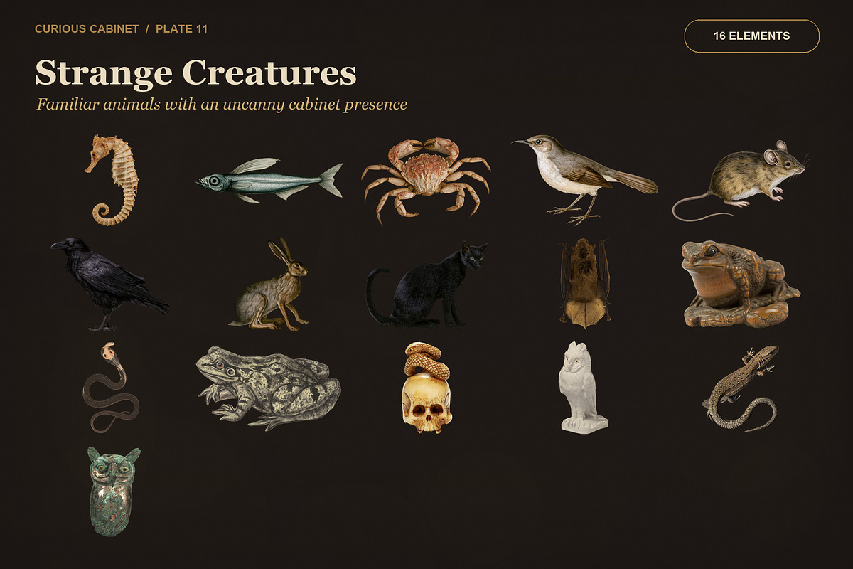 Curious Cabinet Collage Kit, an Object Graphic by Le.nart (Photo 11 of 15)