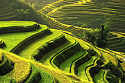 Golden Rice Field at Sunset, a Photo by LOGOCREATIVE (Thumbnail 19 of 27)