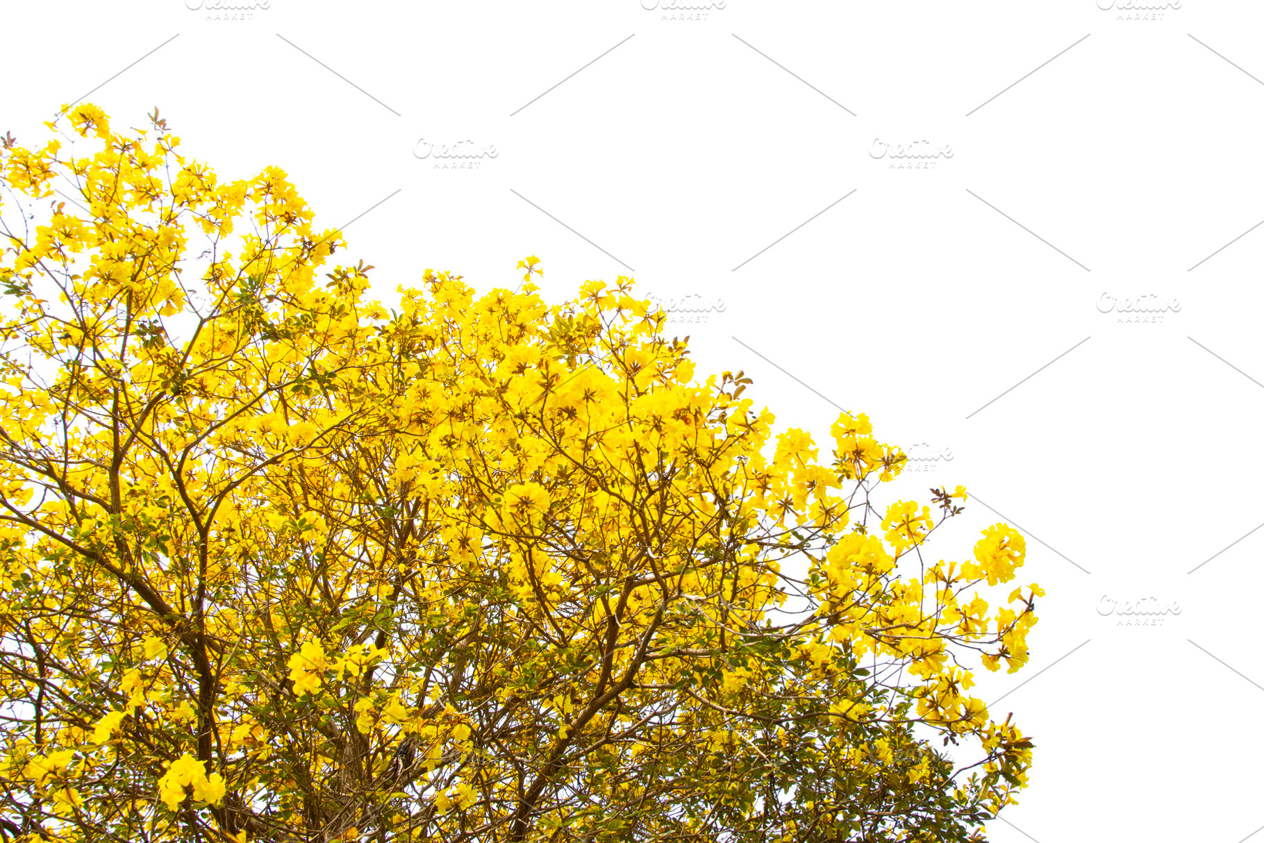 Golden Tree, Yellow Flowers Tree., a Nature Photo by rakoptonLPN