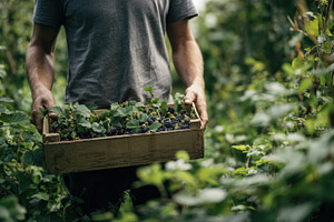 Harvesting berries in a garden, a Photo by Beautiful things