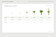 BBCH Growth Stages, Cabbages & Green, a Presentation Template by Ilia Design (Thumbnail 3 of 10)