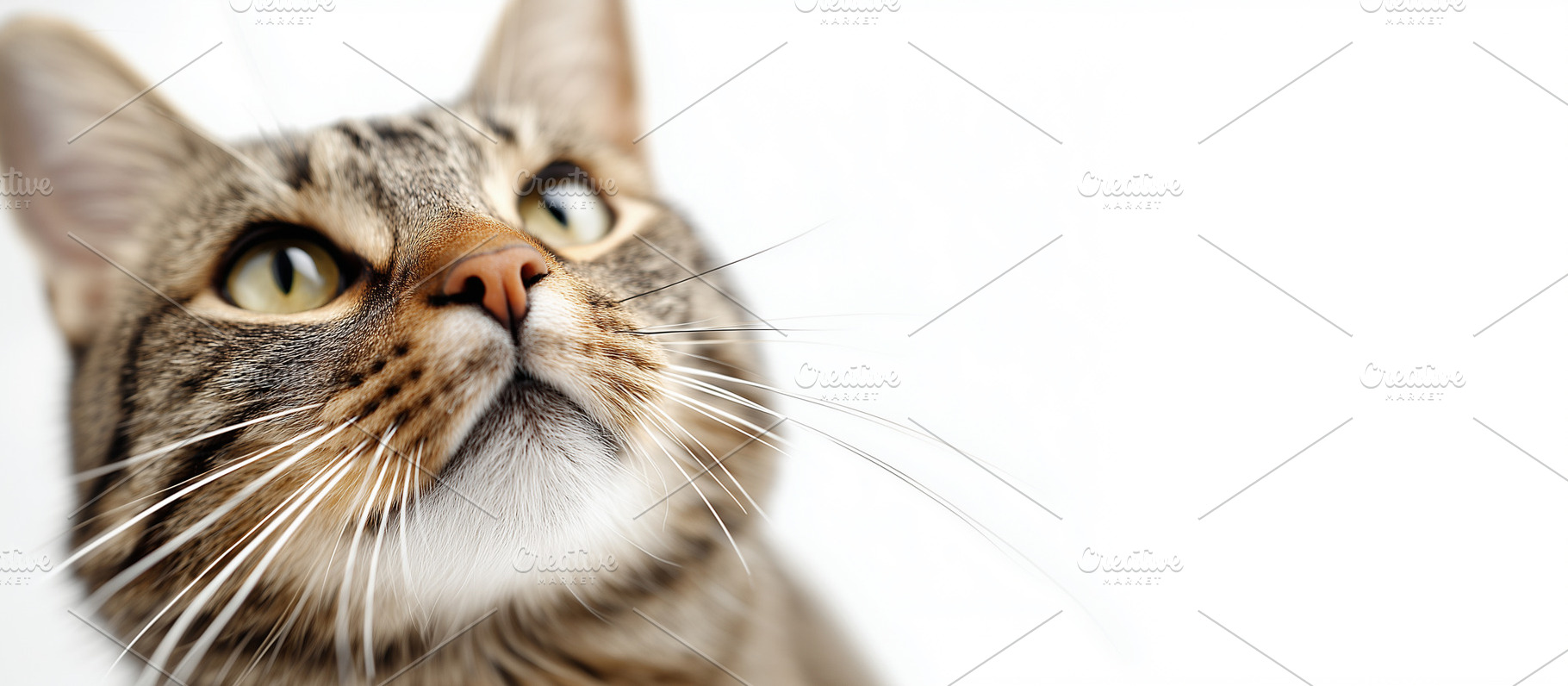 Close up portrait of a curious tabby, an Animal Photo by MistyDay