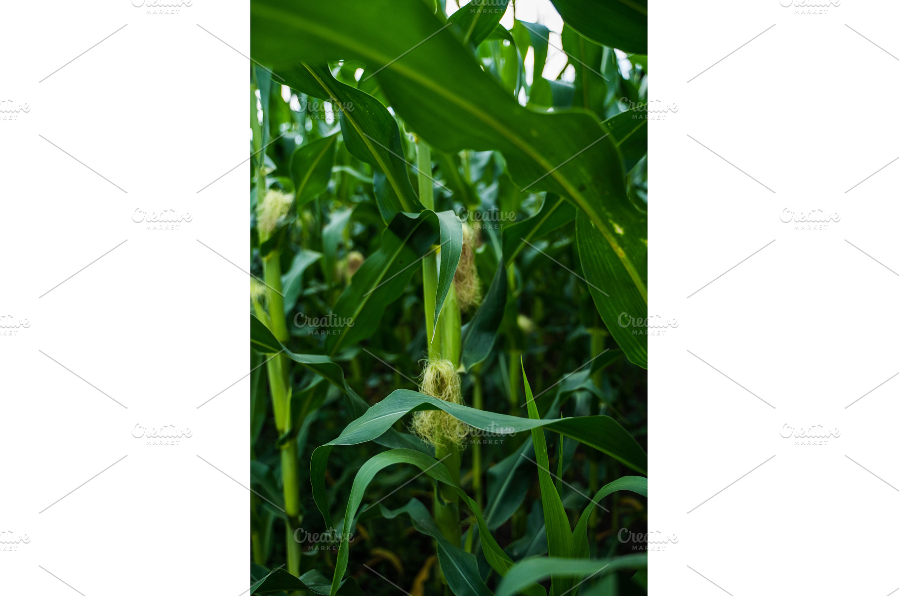 Close-up of green corn stalks with, an Industrial Photo by volodymyrshtun13795