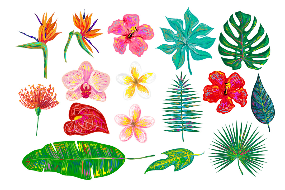Tropical flowers, leaves collection, an Object Graphic by Katya Hatsak