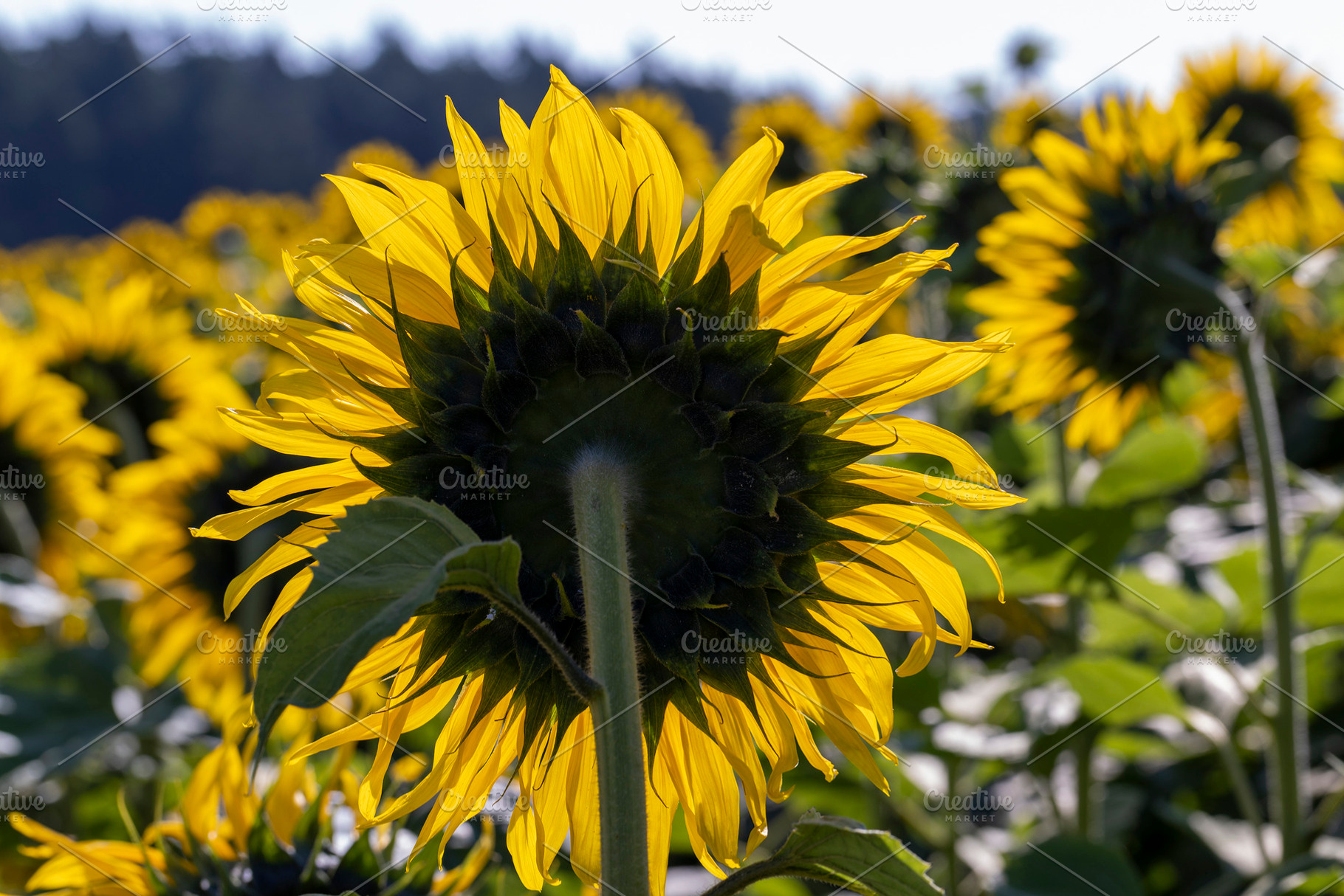 Sunflower field with flowers and bees, a Photo by MyPhotos