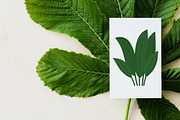19 Tropical Leaves Foliage Plant, a Decorative Illustration by jongcreative (Thumbnail 5 of 6)