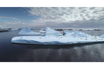 Seals colony sleep on ice floe