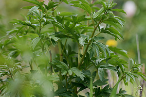 Peony bush with green leaves on a spring day in the garden, a Nature Photo by ndanko