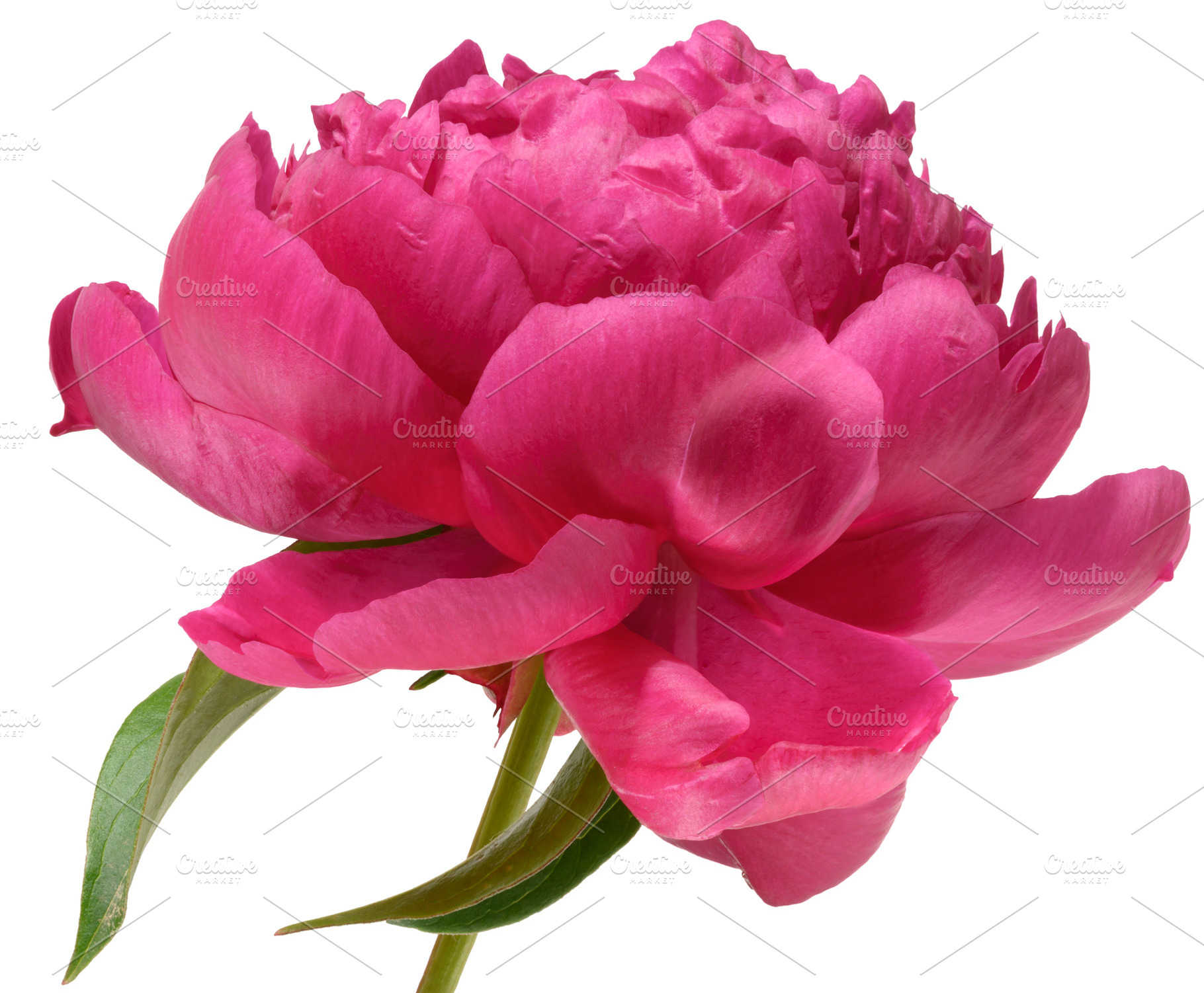 Close-up of one lush bright pink peony flower with green leaves,, a Nature Photo by ndanko