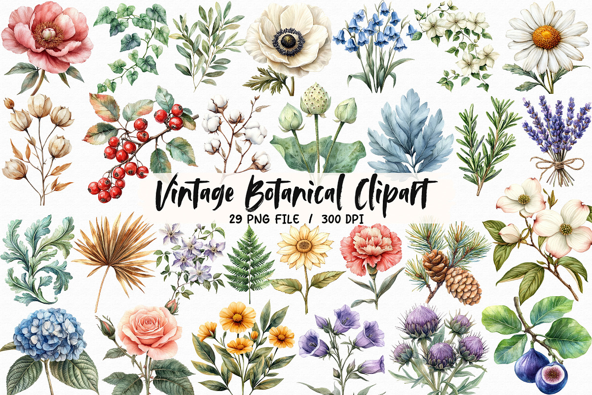 Vintage Botanical Clipart, an Illustration by Libby Wishes (Photo 1 of 6)