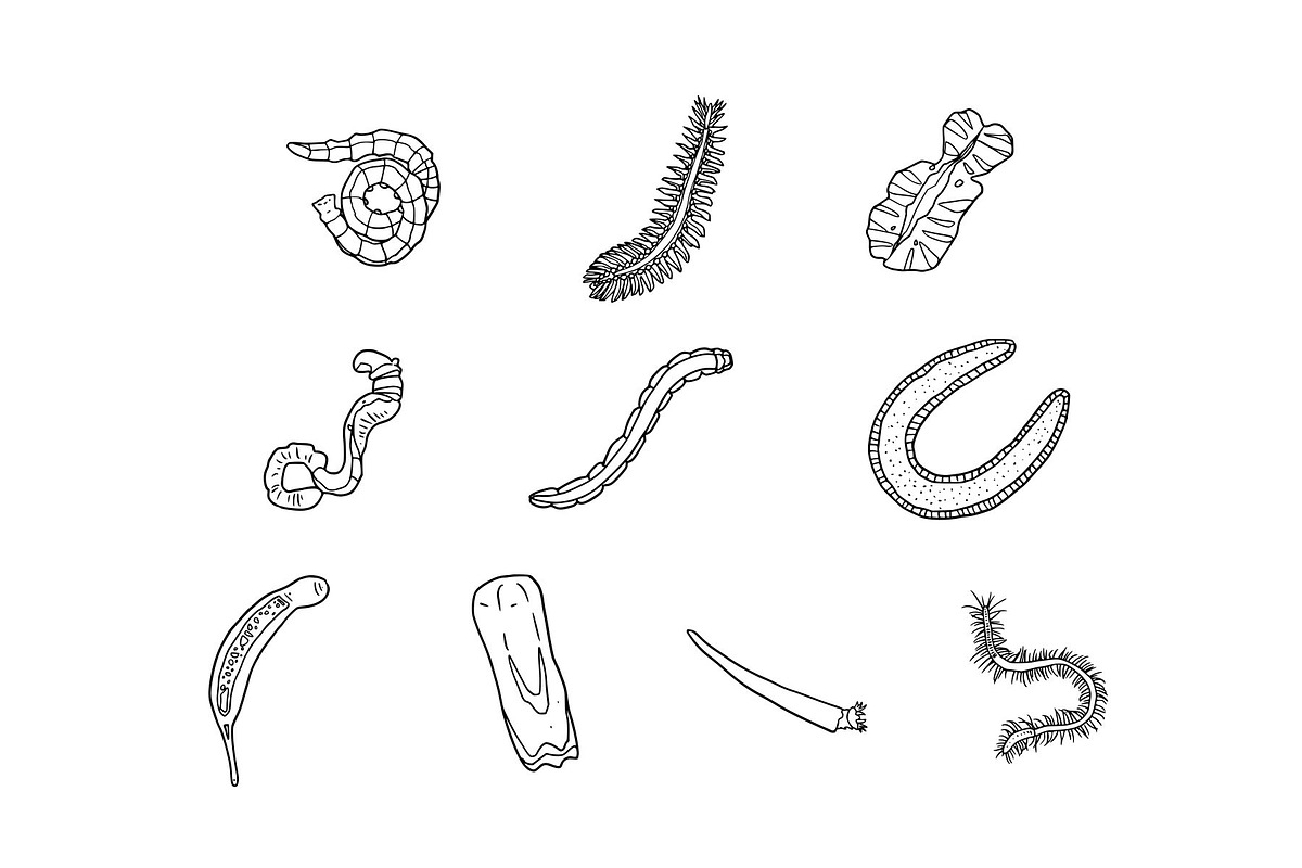 Breeds Worm Hand-Drawn Vol. 1, an Animal Illustration by SLAB! Design (Photo 3 of 3)
