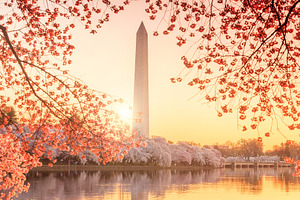 Washington Monument during the Cherry Blossom Festival