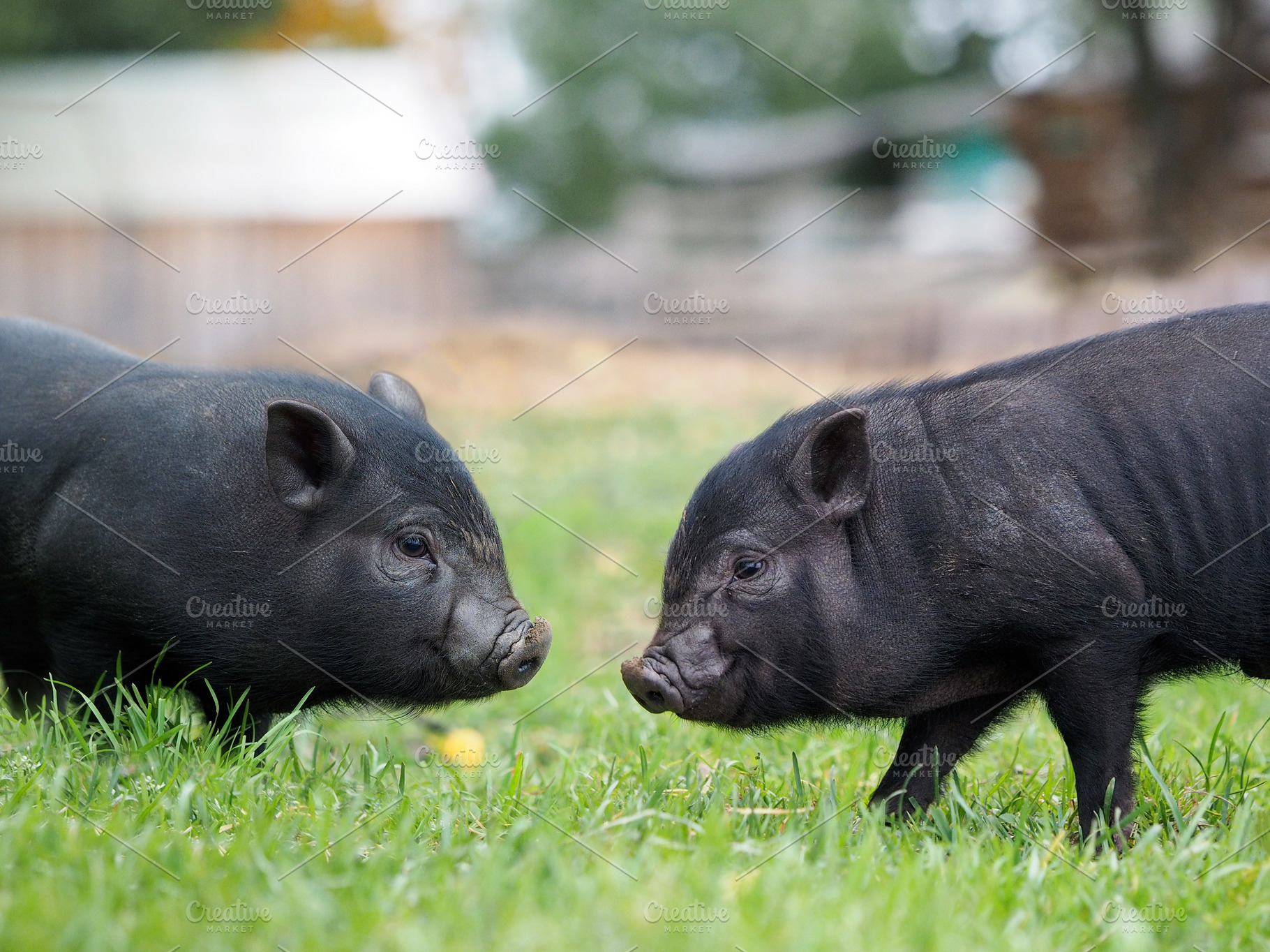 Young vietnamese pigs, an Animal Photo by Kozorog