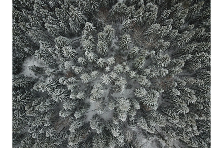 Aerial drone view of snow covered evergreen christmas tree forest after snow