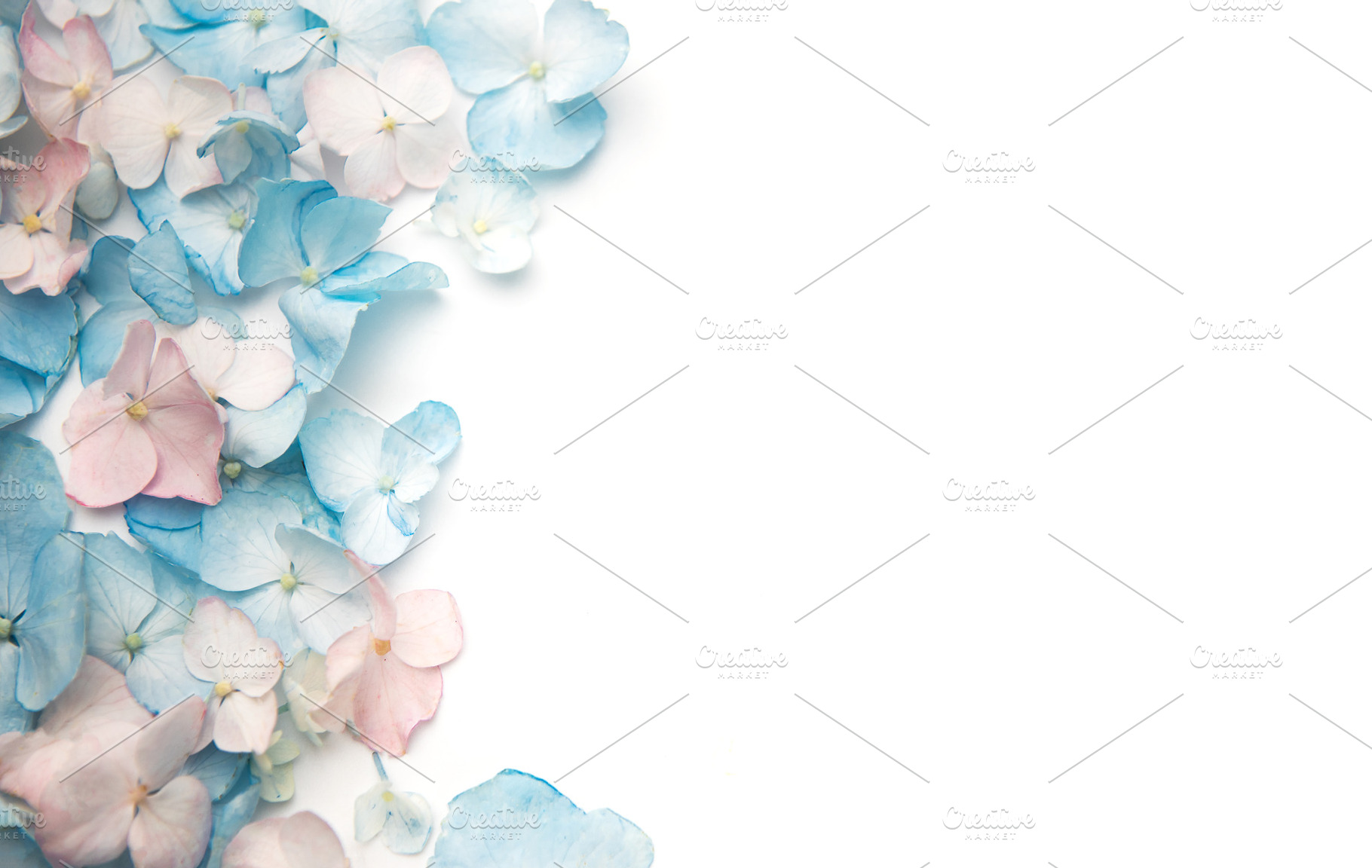 Pastel hydrangea petals border on white background, a Background Photo by Olena Rudo