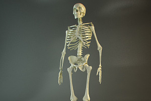 Realistic Skeleton