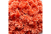 SET Sea coral Underwater Background, a Background Graphic by IrySha (Thumbnail 6 of 6)